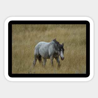 Wild Grey Horse Sticker